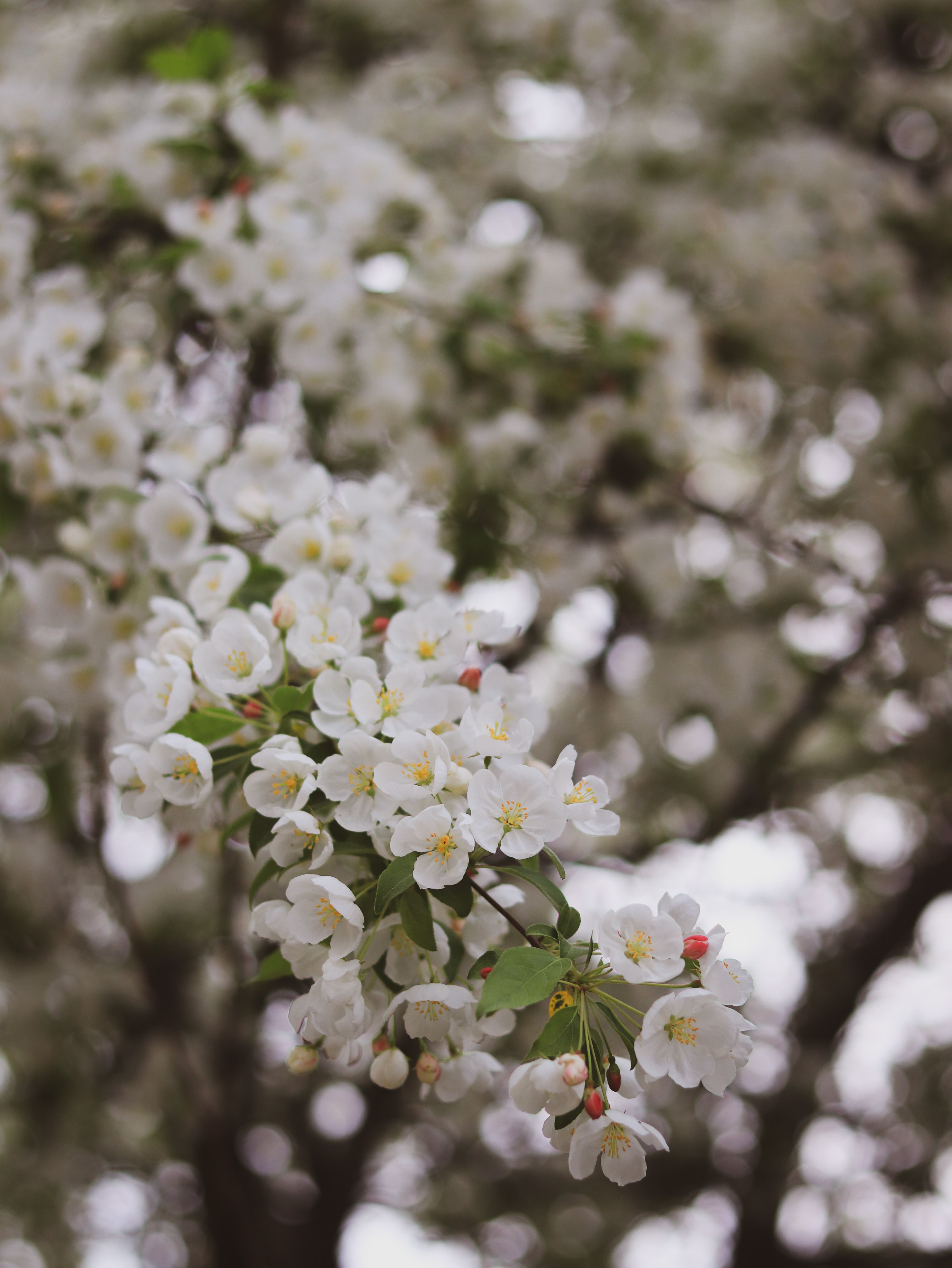 Close-up of a Cherry Blossom Branch with White Flowers · Free Stock Photo