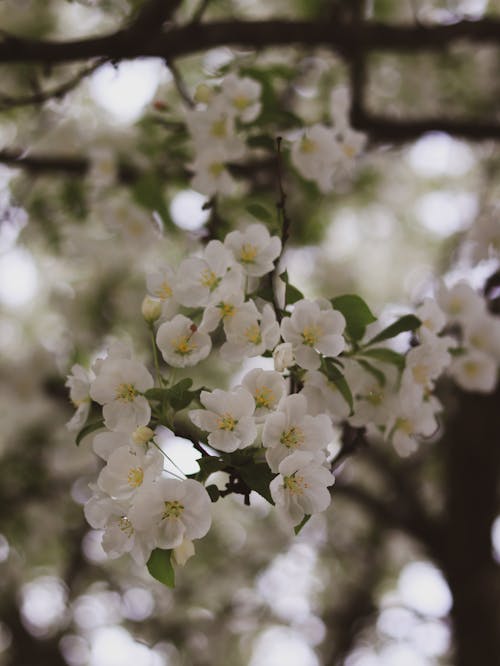 White Jasmine Flowers