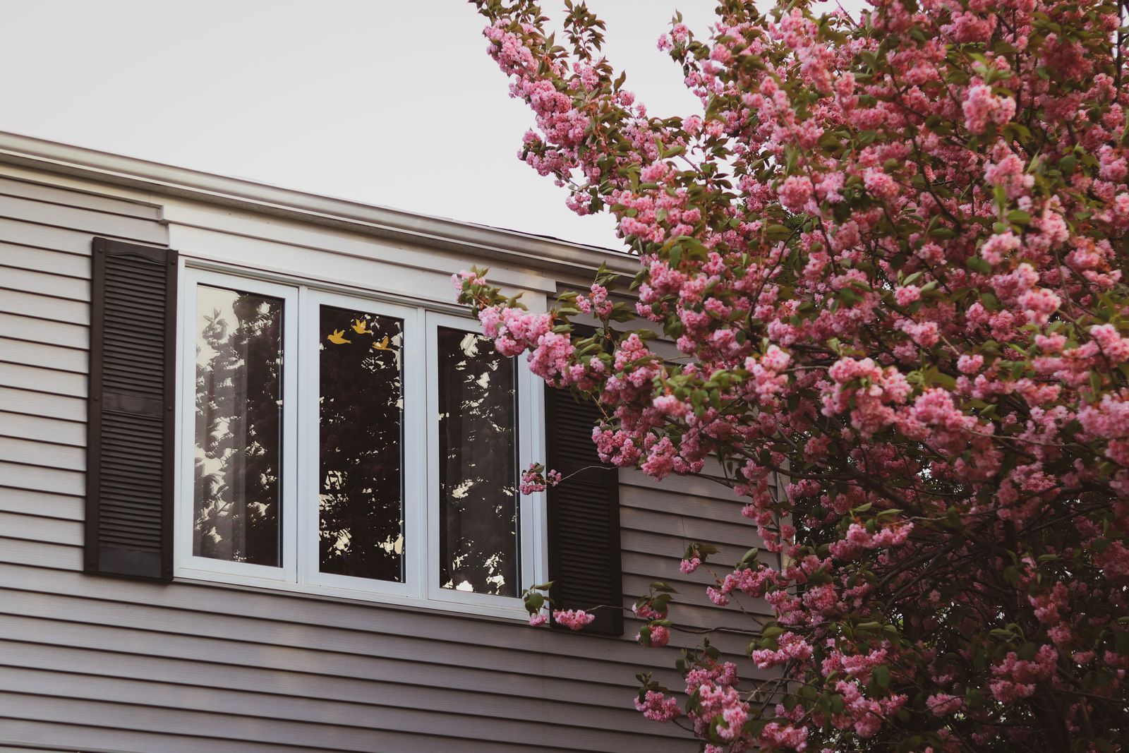 Flowering pink tree beside a shuttered window on a suburban home's exterior, Kings Terrace, Naperville IL