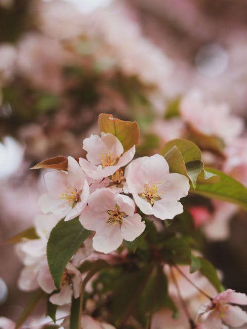 Close-up of Cherry Blossom Flowers