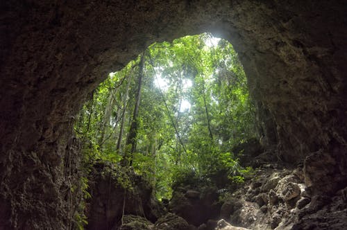 Foto stok gratis gua, hijau, hutan