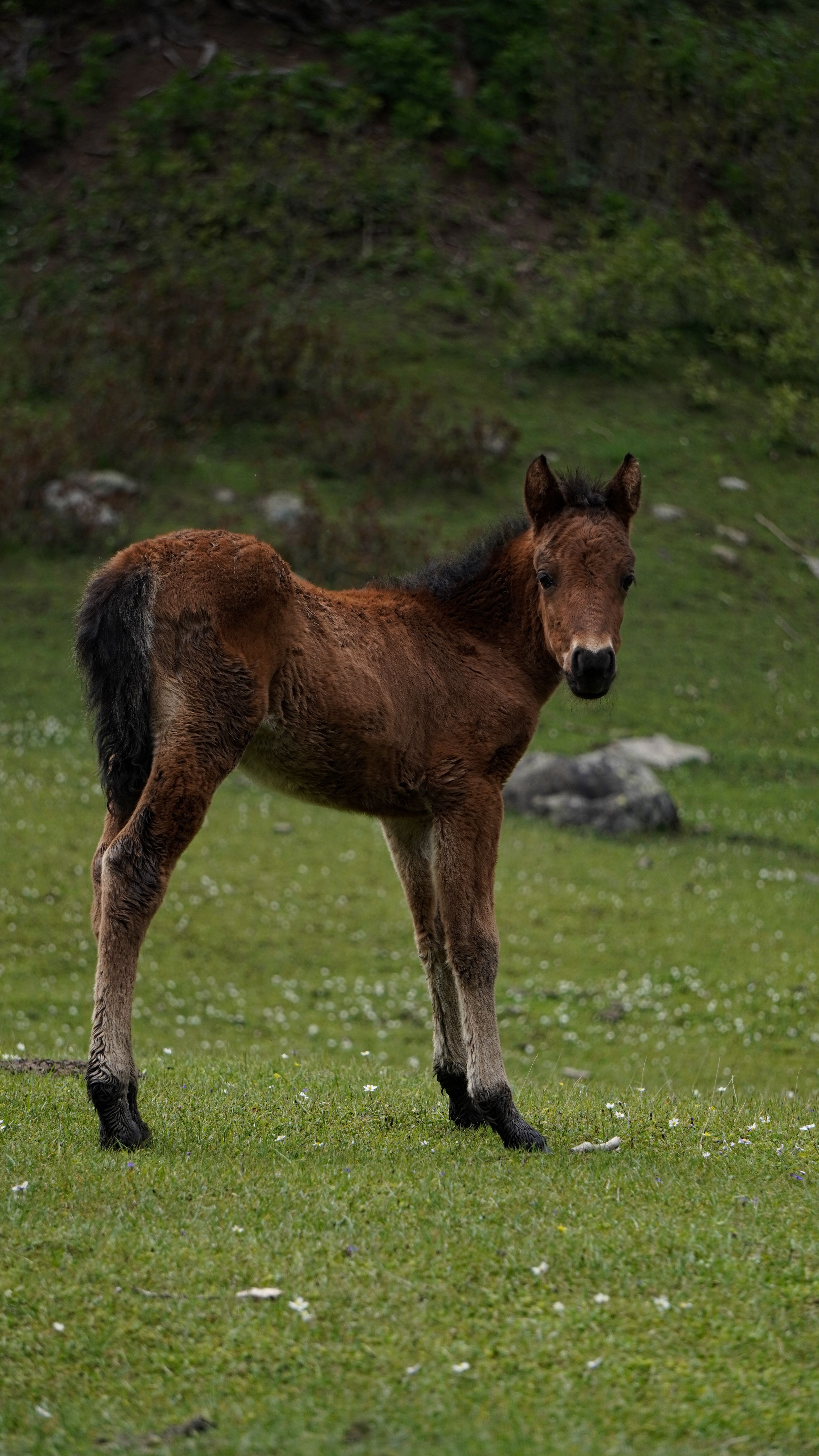 Horse Colt on Grassland · Free Stock Photo