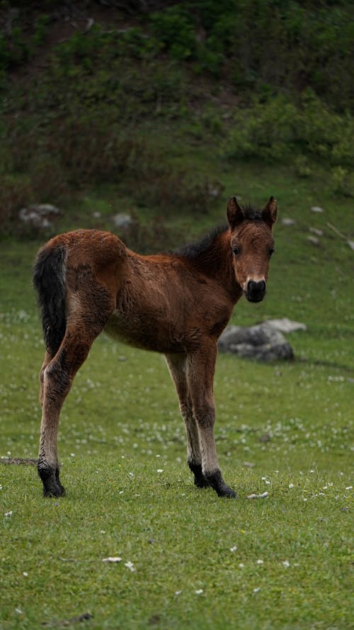 Horse Colt on Grassland