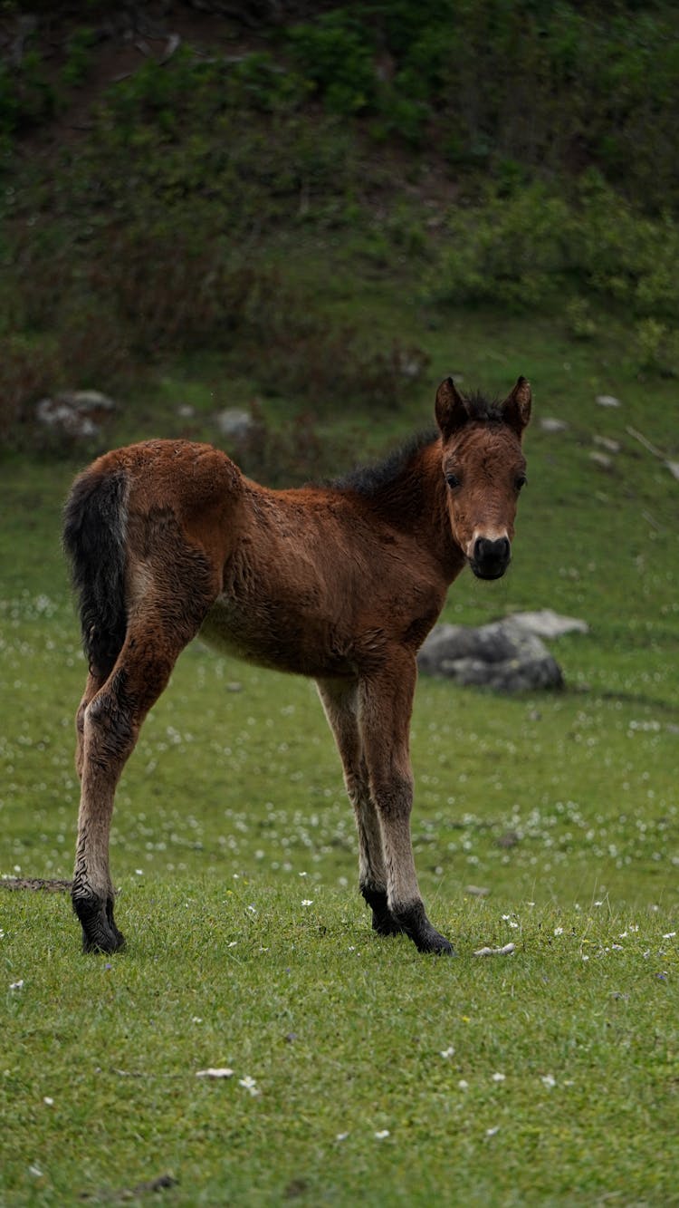 Horse Colt On Grassland