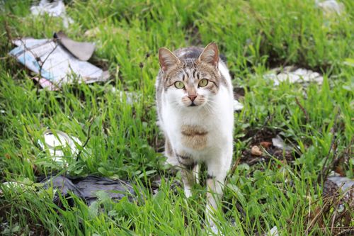 Free A spotted domestic cat intently exploring a grass field outdoors. Stock Photo