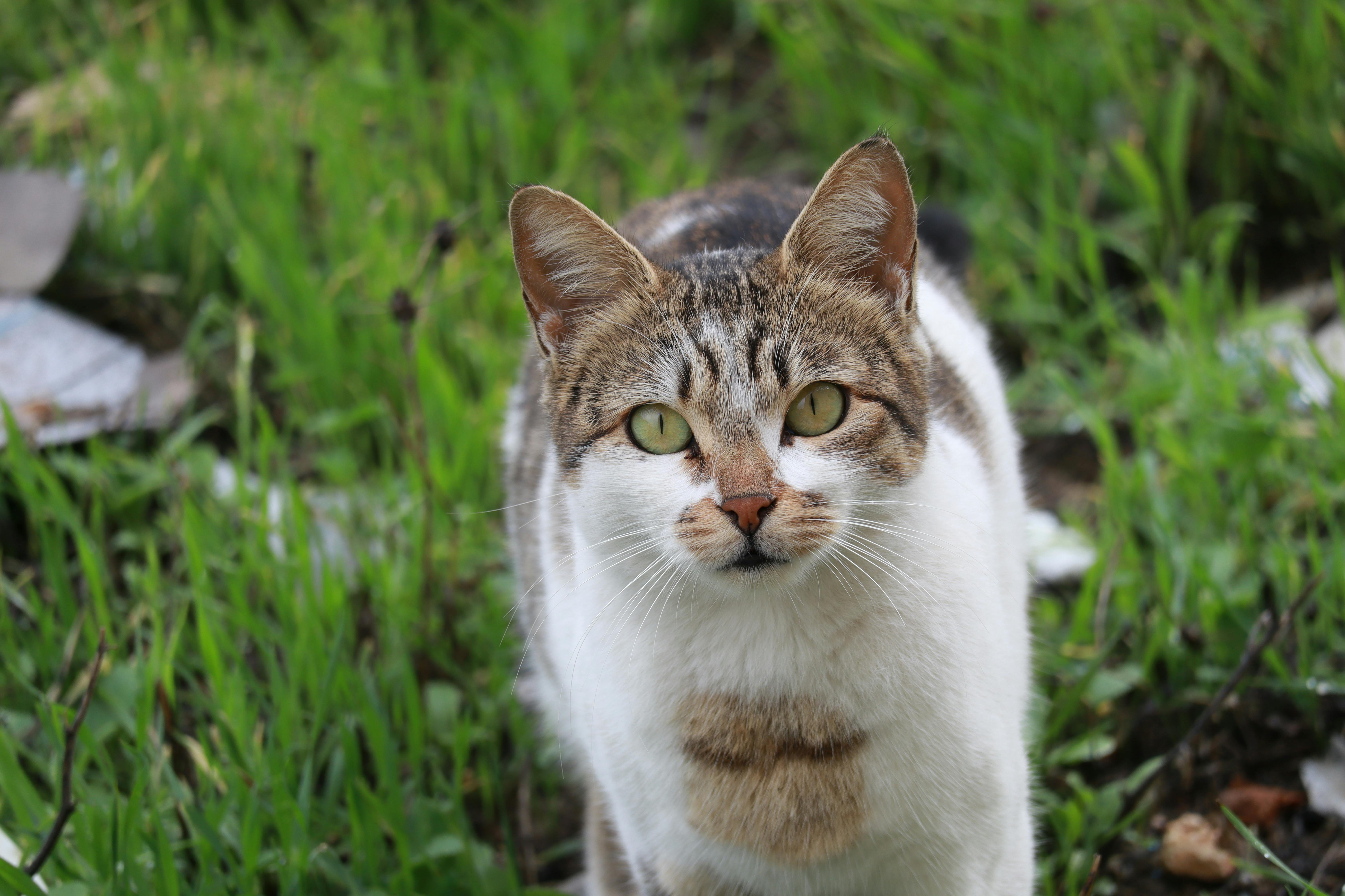 A cute domestic cat with striking eyes standing in a vibrant green field, captured outdoors.