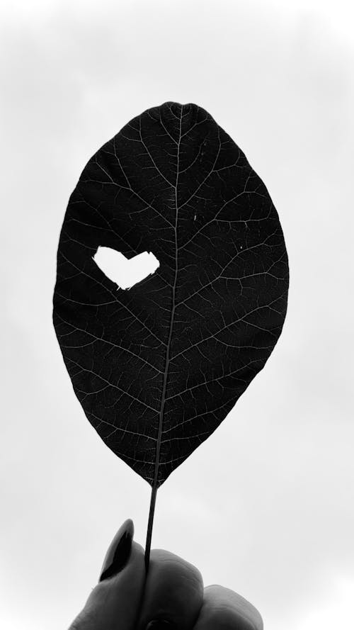 Close-up of a Leaf with a Heart Shaped Cutout 
