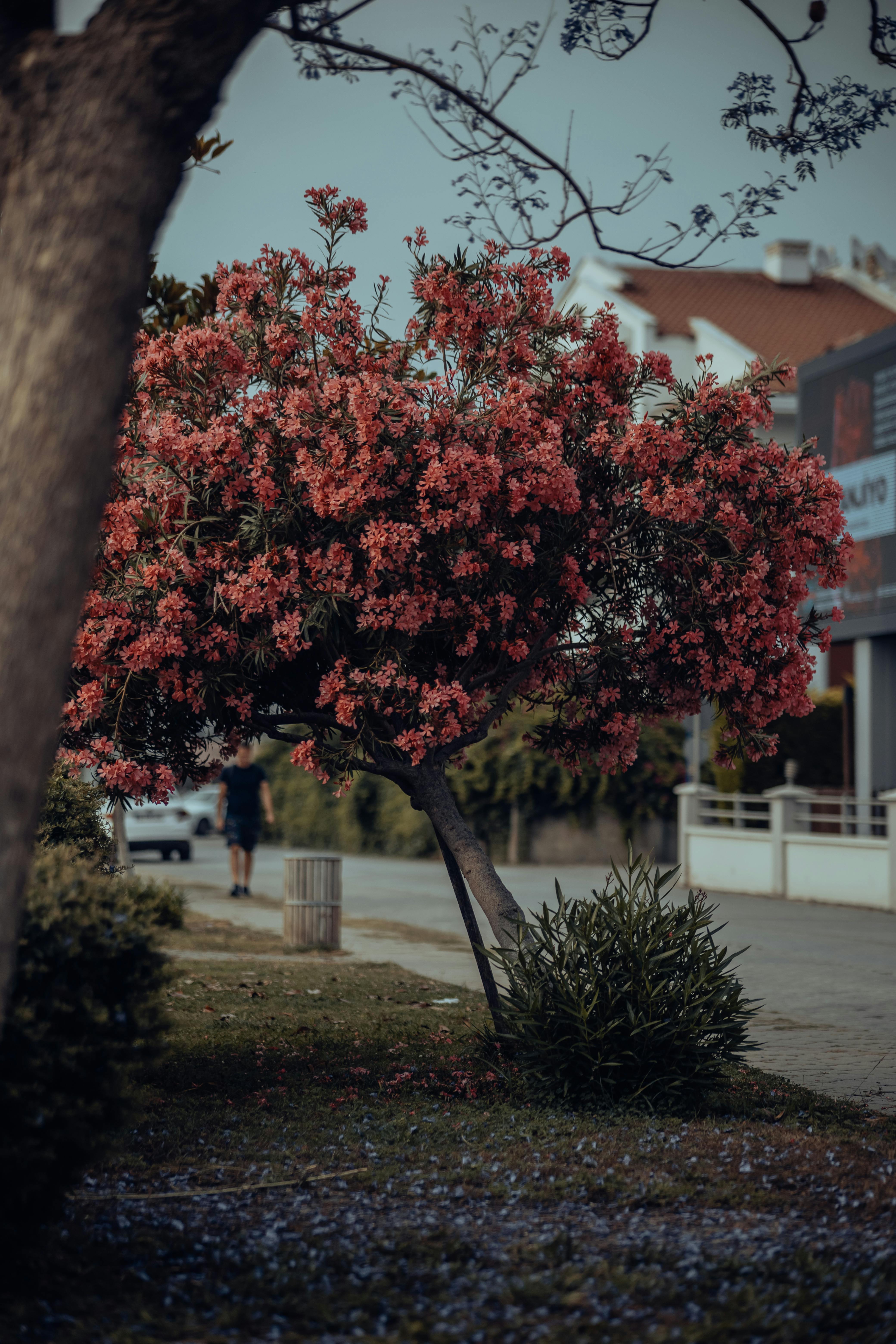 A Tree with Dark Pink Flowers on the Yard · Free Stock Photo
