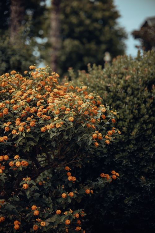 Free Bright orange flowers blooming in a lush green garden during summer, showcasing nature's vibrant colors. Stock Photo