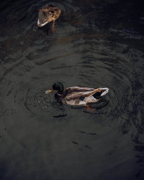 Close-up of Mallards in the Water 