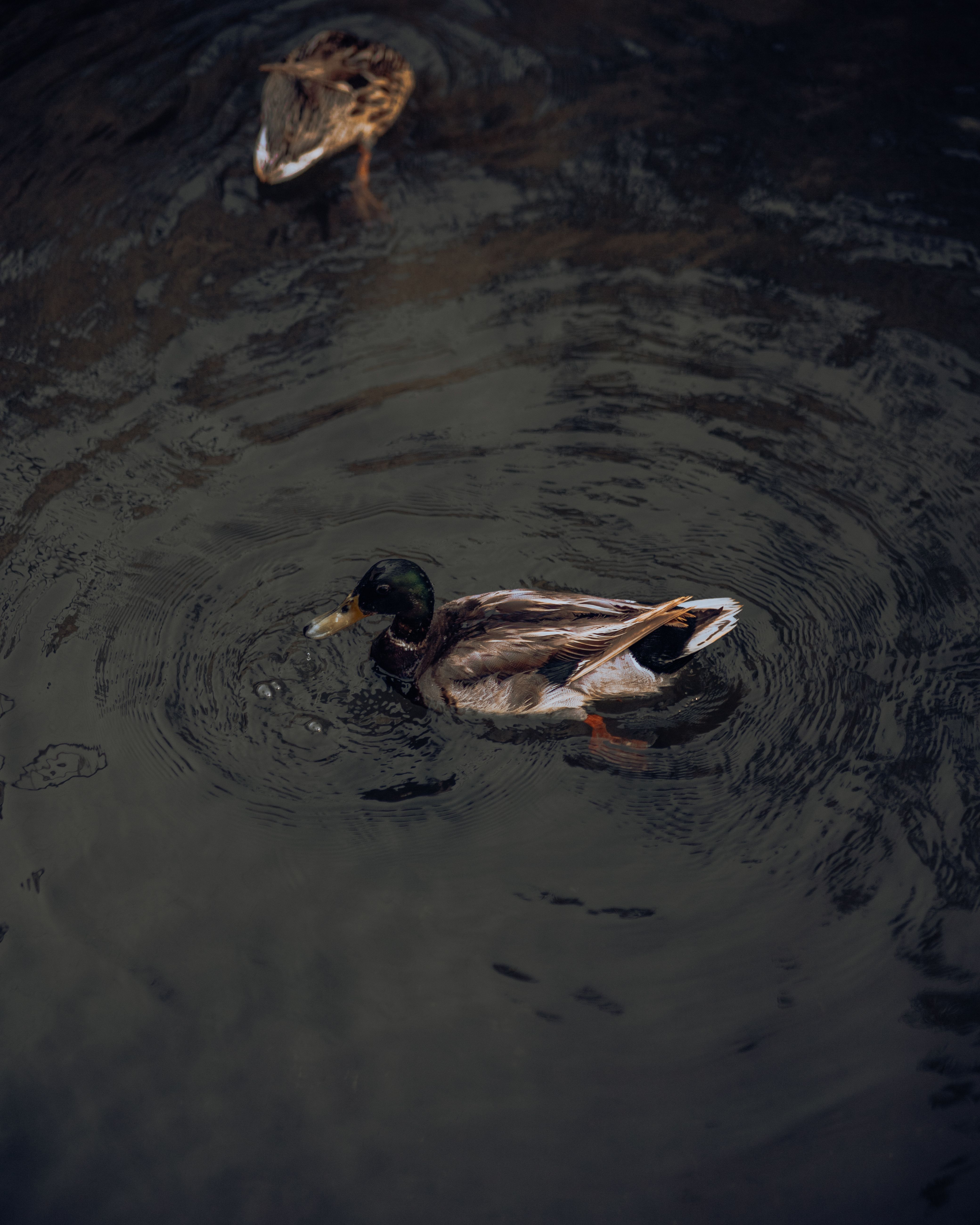A serene scene of a male and a female mallard swimming gracefully in a tranquil pond.