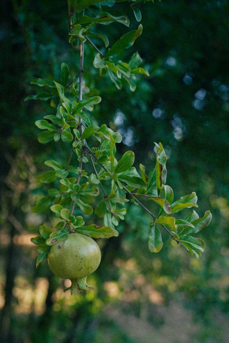 A Pomergranate On A Bush