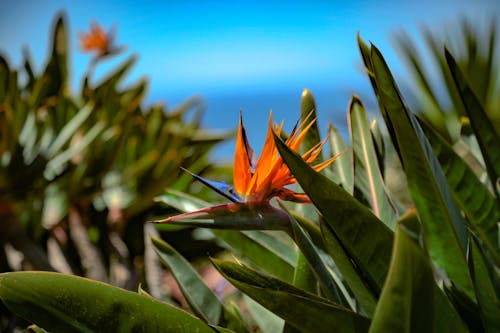 Free stock photo of arancione, beautiful flower, flower