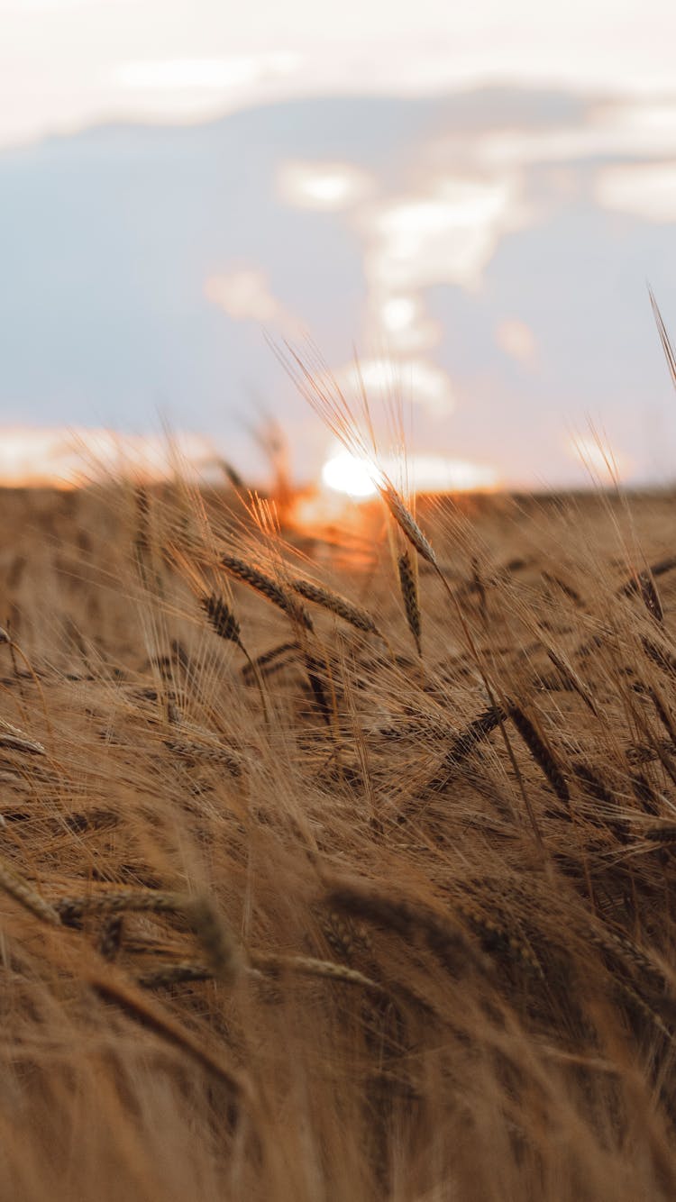 Golden Wheat Field At Sunrise