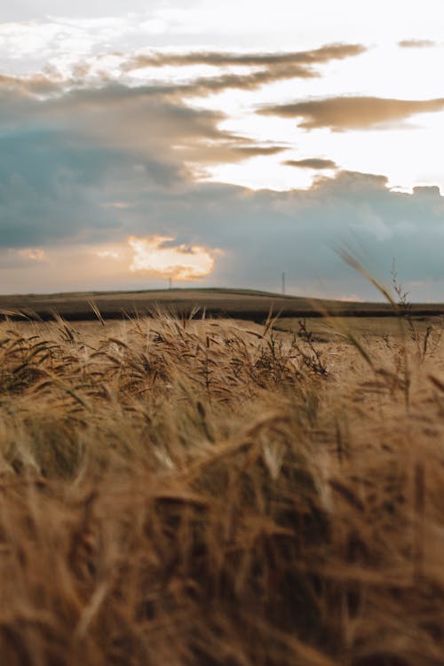 垂直拍摄, 夏天, 小麥 的 免费素材图片