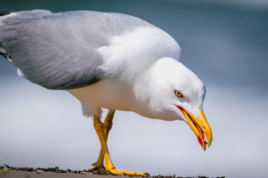 Detailed close-up of a seagull standing, showcasing its vivid features against a blurred background.