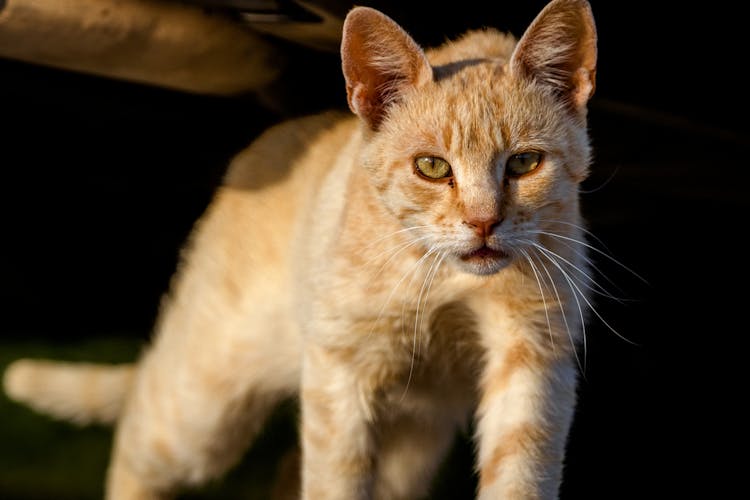 Close-up Of An Orange Kitten