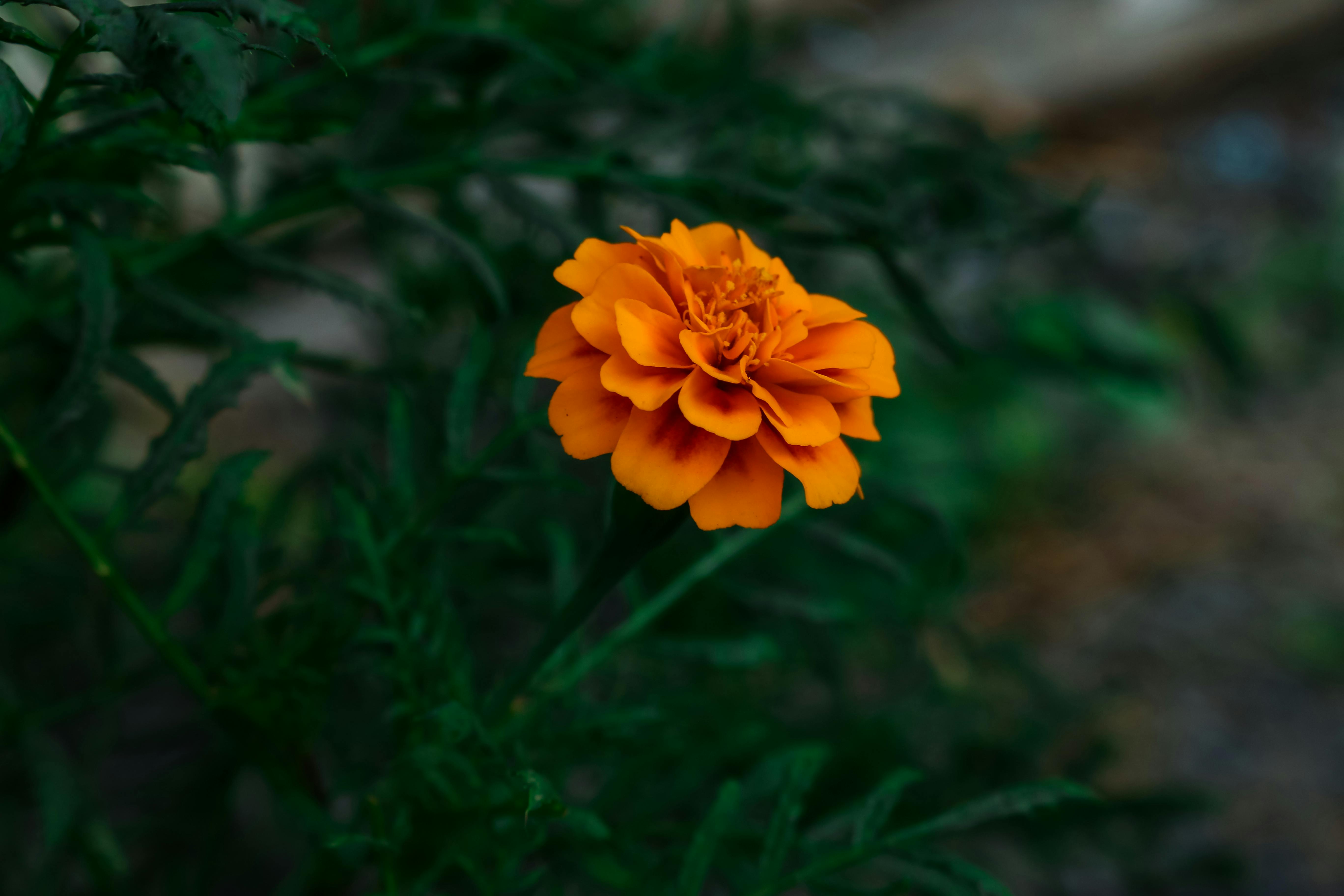 HD orange and yellow marigold wallpapers | Peakpx