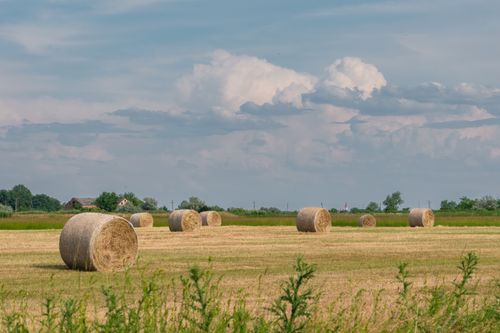 Free Tranquil rural landscape featuring hay bales in a vast field under a cloudy sky. Stock Photo