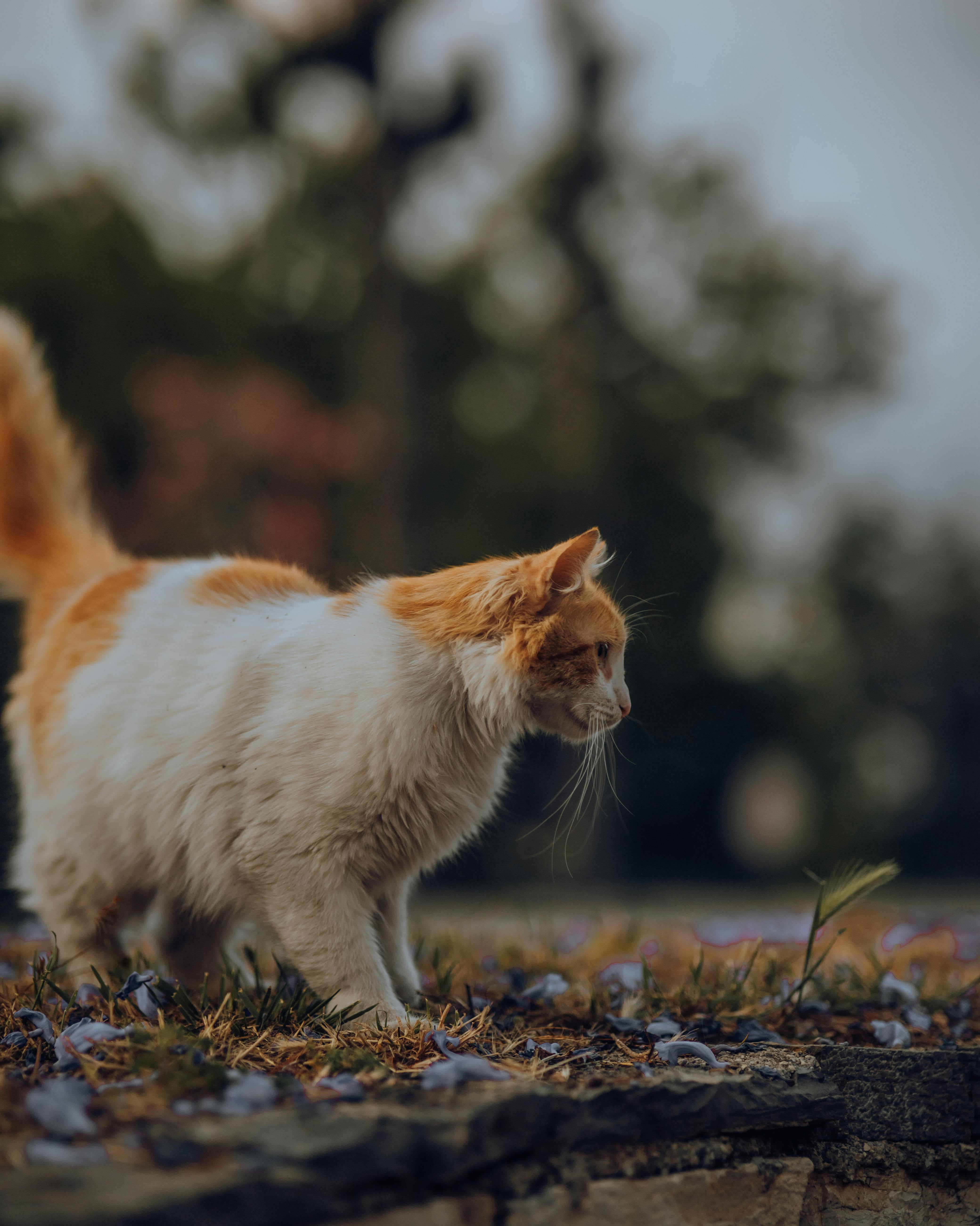 A curious white and orange cat exploring outdoors amidst flowering grass.