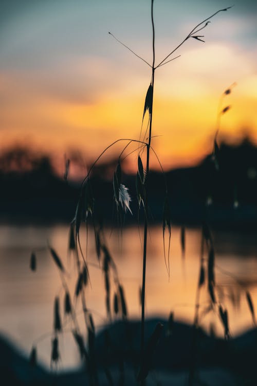 Blade of Grass at Sunset