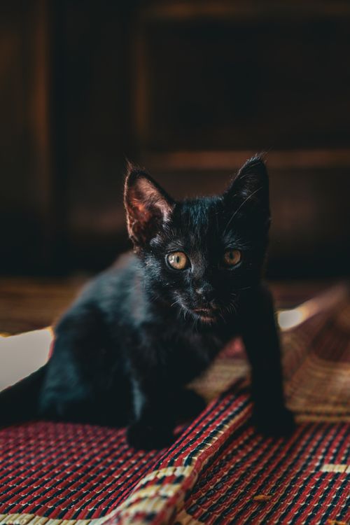 Free Adorable black kitten resting on a colorful carpet indoors, showcasing its curious stare. Stock Photo