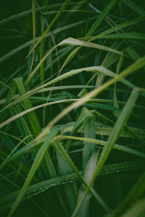 Free Close-up of vibrant green grass blades, capturing the essence of summer growth. Stock Photo