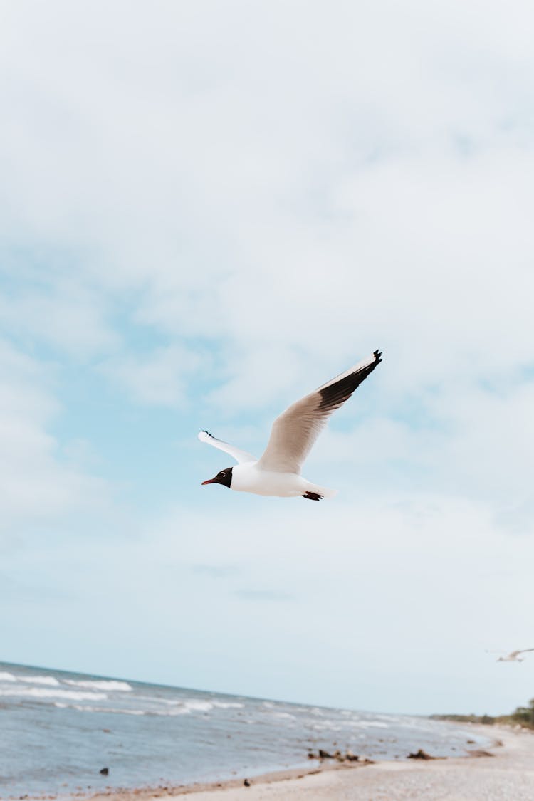 A Seagull Flying Above The Beach 