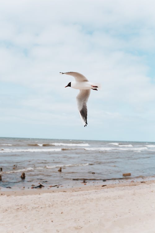 A Seagull Flying above the Beach 