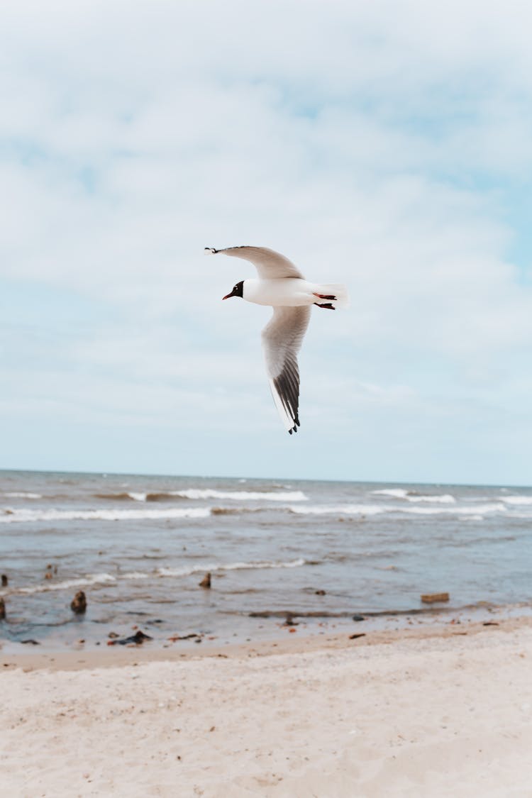 A Seagull Flying Above The Beach 