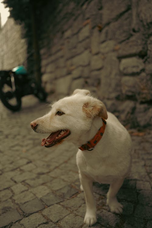 Fotos de stock gratuitas de animal, de cerca, enfoque selectivo