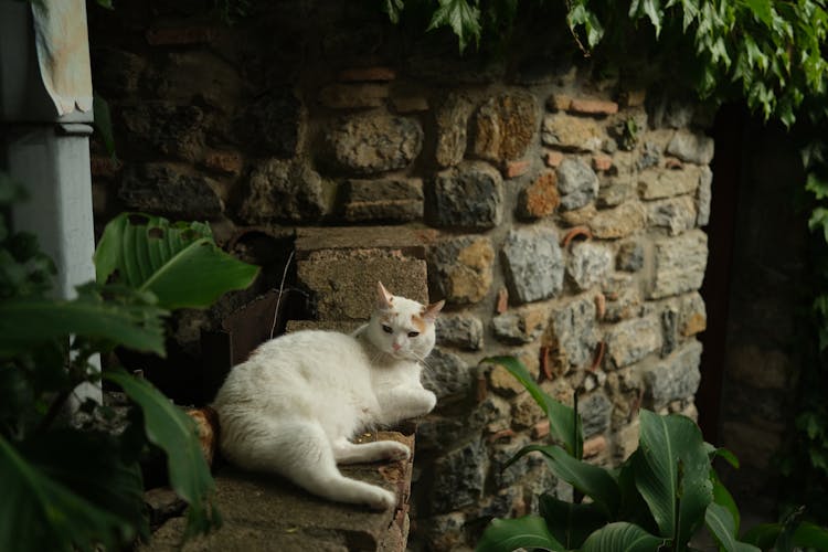 White Cat Lying On A Stone Wall In The Garden 