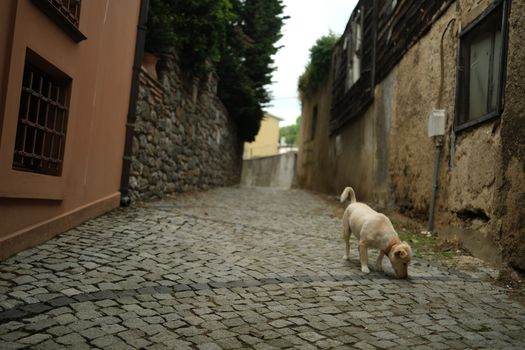 A curious dog sniffs along a quiet cobblestone alleyway in a quaint town.