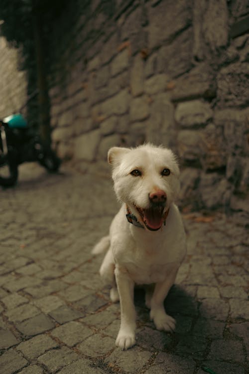 Základová fotografie zdarma na téma detail, domácí mazlíček, pes