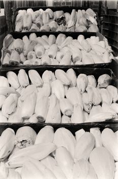 Endive — Belgian