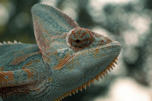 Free Close-up of a Chameleon  Stock Photo