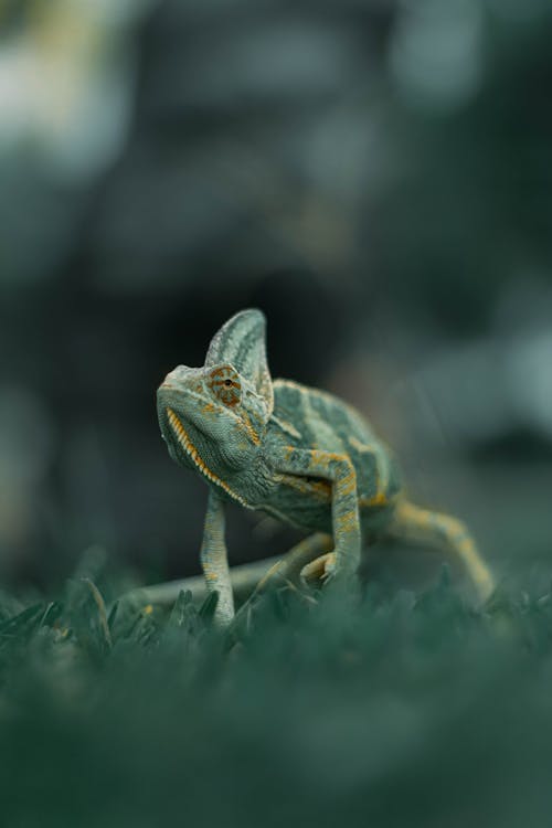 Free Close-up of a Veiled Chameleon Stock Photo