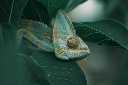 Close up of a Chameleon on a Plant 