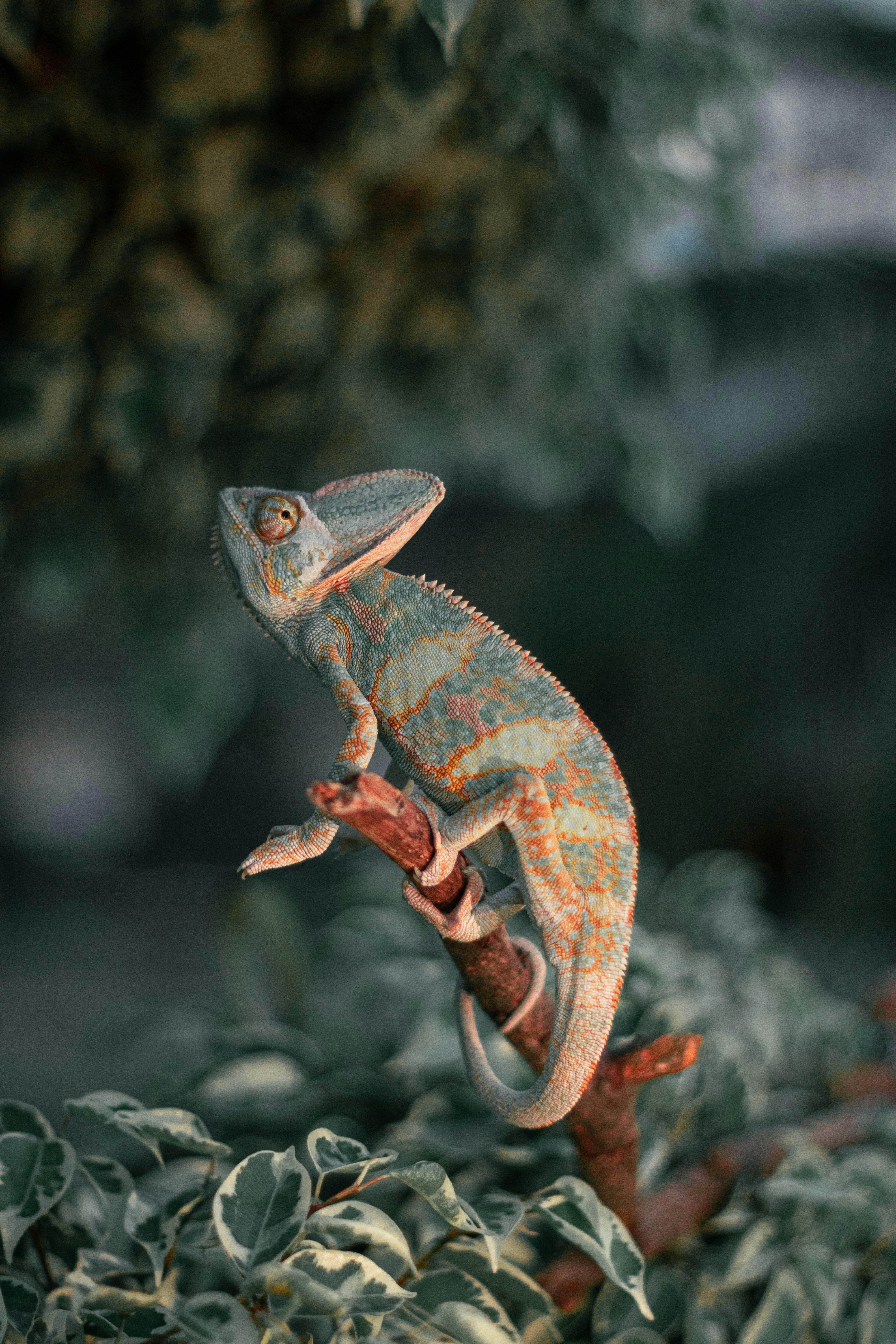 Little Chameleon iPhone Wallpaper HD | Rettili, Animali, Camaleonte