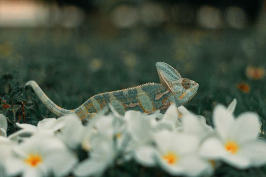 chameleon photo