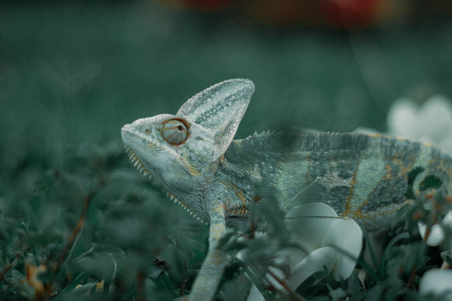 Adaptation Photos, Download The BEST Free Adaptation Stock Photos & HD ...