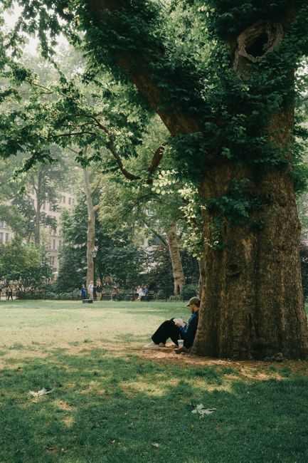 A peaceful scene of a person reading under a large tree in a sunny park.