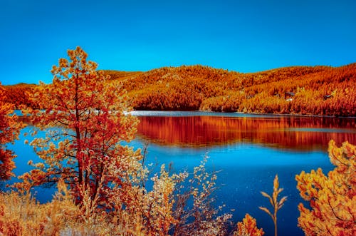 Forest on Hills near Lake