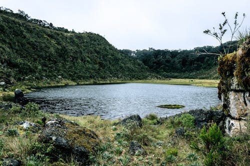 Foto d'estoc gratuïta de bosc, llac, natura