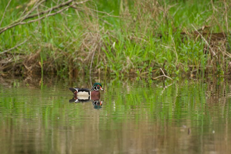 A Wood Duck In The Water 