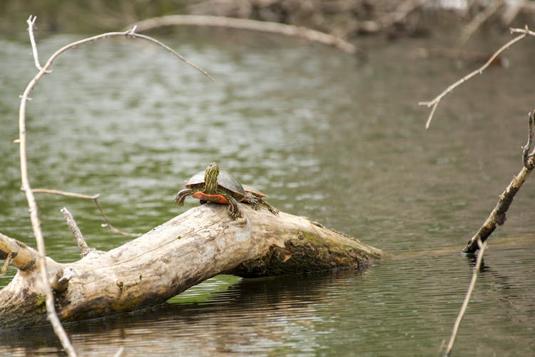 A Turtle On A Log 