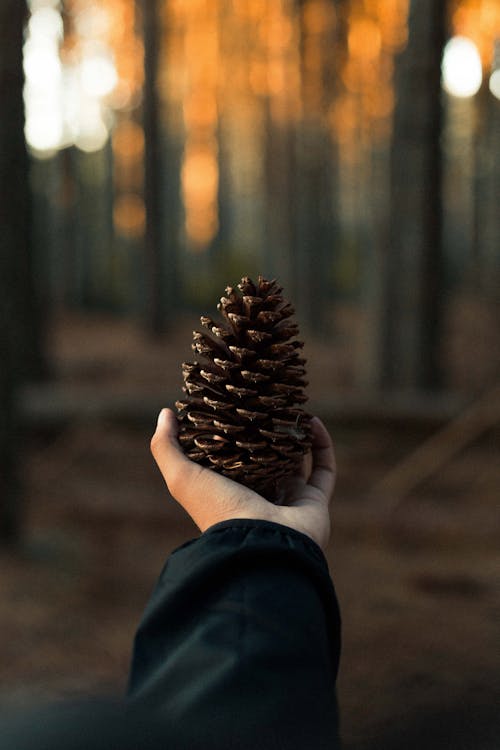 Photo D'une Personne Tenant Une Pomme De Pin