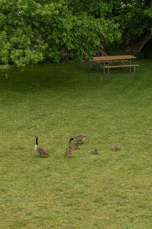 Canada Geese with Goslings on a Grass Field 