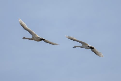 Two Geese Flying