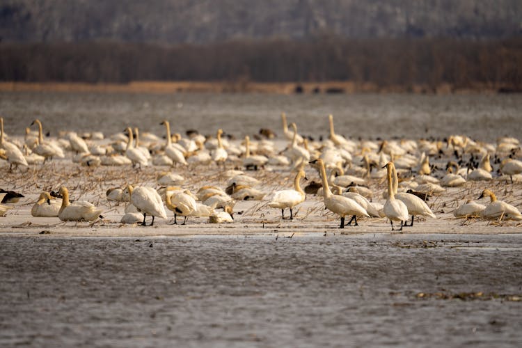 Flock Of Wild Geese